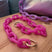 asa fucsia